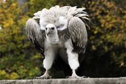 Le Parc Sauvage
