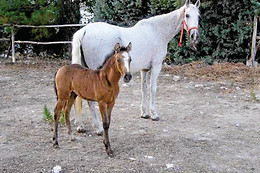 LA POSADA DE COLOMERA