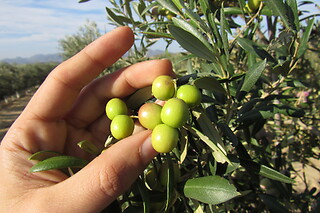 Una visita guiada, degustación y entrada a Geoda Gigante de Pulpí para 2 en OleoAlmanzora en Pulpí (Almería)