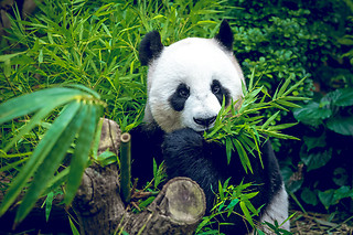 Zoo Aquarium - 1 persona