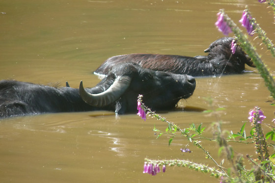 Parc animalier d'Ecouves - photo 2