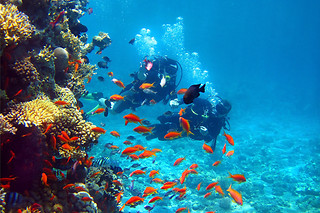 Inmersión de buceo en Los Cristianos (Santa Cruz de Tenerife)