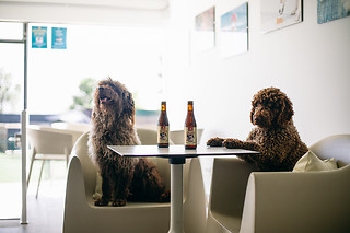 Un acceso de un día para 1 al Beach Dog Club en Las Rozas (Madrid)