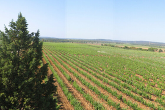 QUINTA DO CARNEIRO - photo 2