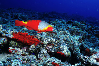 Bautismo de buceo en Los Cristianos (Santa Cruz de Tenerife)