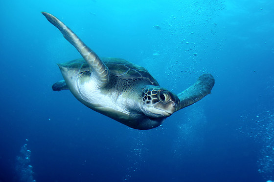 Inmersión de buceo en Los Cristianos (Santa Cruz de Tenerife)