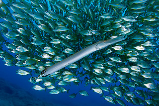Inmersión de buceo en Los Cristianos (Santa Cruz de Tenerife)