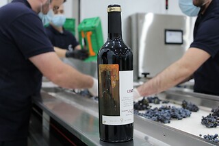 Una visita guiada, degustación y museo de Arte para 3 en Virgen de las Viñas en Tomelloso (Ciudad Real)