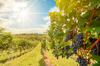 Escapada entre viñedos