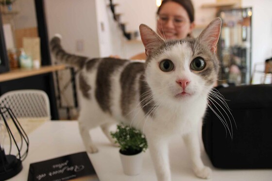 Chez Miss Miaouw - photo 1