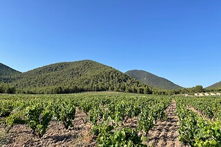 Una visita al viñedo y cata para 1 en Bodega El Seseo en Cehegín (Murcia)