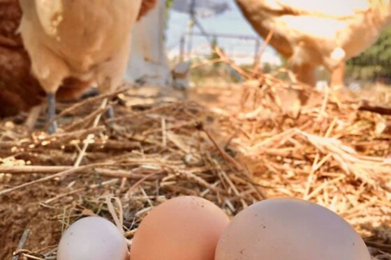 GLOBAL TRIBE BIODYNAMIC ECOVILLAGE - photo 2