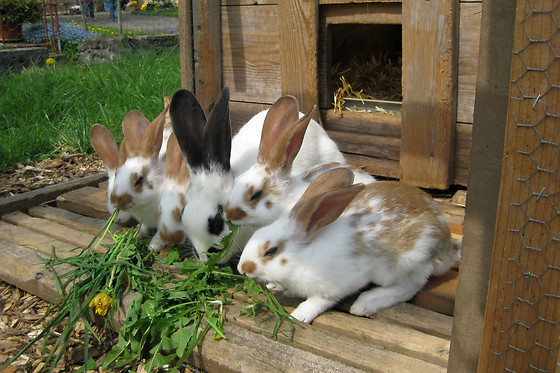 Chlosterhof - photo 1