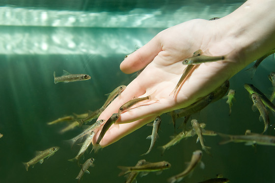 Bodyfish - photo 4