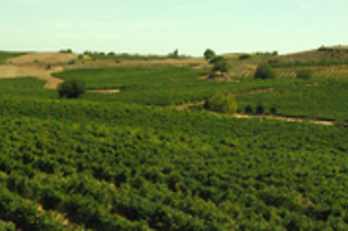 Visita a parcelas únicas con cata de 6 vinos para 2 en Pago de los Capellanes en Pedrosa (Burgos)