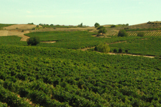 Visita a parcelas únicas con cata de 6 vinos para 2 en Pago de los Capellanes en Pedrosa (Burgos)