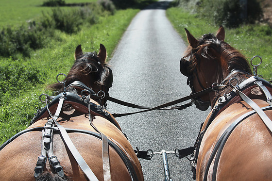 Una visita personalizada en coche de caballos para 2 en Doñana a Caballo en El Rocio (Huelva)