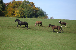 Rankhof - Bauwagen