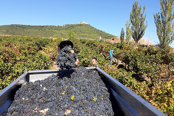 BODEGAS CASTILLO DE MONJARDIN - photo 6