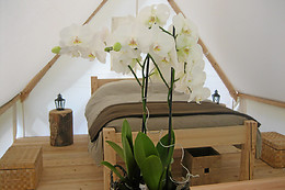 Altipik
