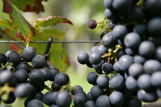 Wijngaard aan de Breede Beek - photo 1