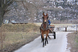 Zucht- und Reitstall Gentinetta