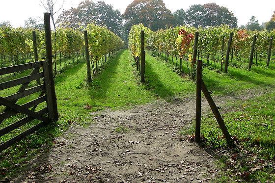 Wijngaard aan de Breede Beek - photo 3