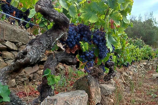 Una visita con cata comentada para 2 en Bodegas Petrón en Doade (Lugo)