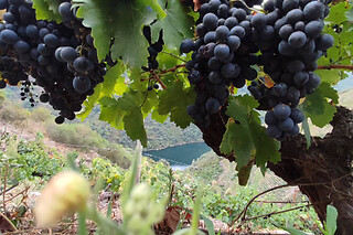 Una visita con cata comentada para 2 en Bodegas Petrón en Doade (Lugo)