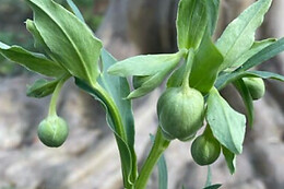 JARDIN BOTANICO DE SOLLER