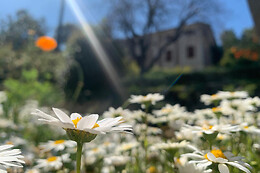 JARDIN BOTANICO DE SOLLER