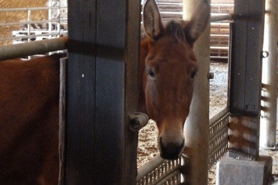 Zucht- und Reitstall Gentinetta - photo 5