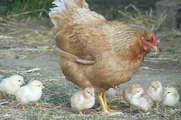 La ferme pédagogique