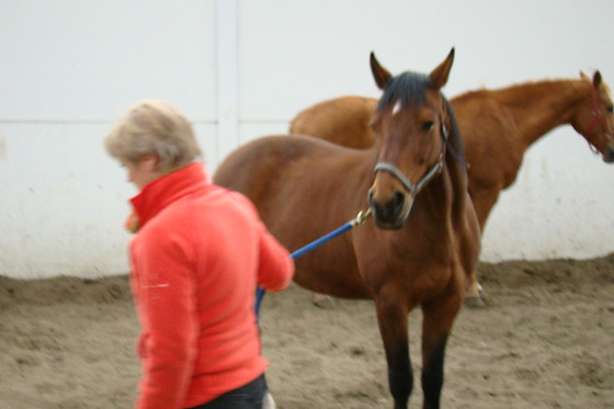 Equicoaching International - photo 1