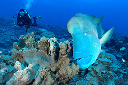 Abyss Underwater World Explorers