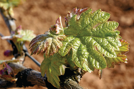 BODEGAS Y VIÑEDOS MAYO GARCIA - photo 2