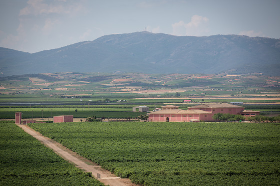 Dominio de Longaz en Cariñena (Zaragoza)