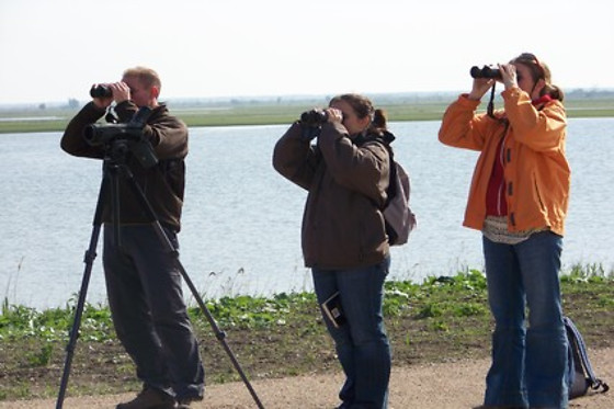 Birding Holland Oostvaardersplassen - photo 0