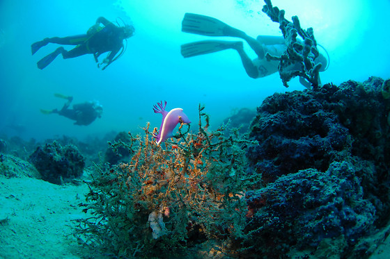 SCUBA PLUS - photo 3