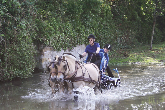 Attelage passion - photo 1
