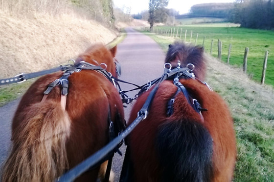 Attelage passion - photo 2