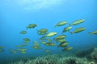Un curso de buceo para 2 en Bluwater Menorca en Menorca