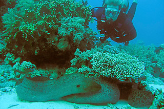 Bautismo de buceo en Fuengirola (Málaga)