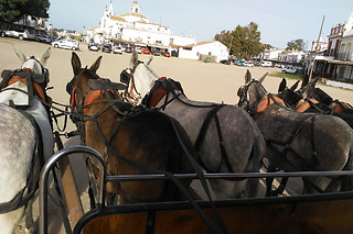Una visita personalizada en coche de caballos para 2 en Doñana a Caballo en El Rocio (Huelva)