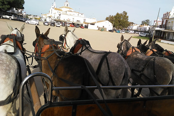 Una visita personalizada en coche de caballos para 2 en Doñana a Caballo en El Rocio (Huelva)