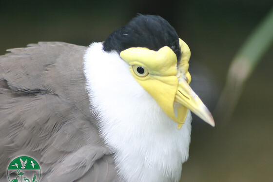 AVIFAUNA - photo 7