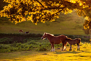 Ruta a caballo por la dehesa extremeña en Cáceres