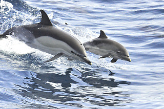 Excursión en velero exclusivo para avistamiento de ballenas y delfines en Costa Adeje (Santa Cruz de Tenerife)